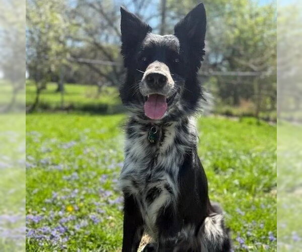 Medium Photo #3 Border Collie-Unknown Mix Puppy For Sale in Dublin, OH, USA