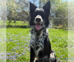 Small #2 Border Collie Mix