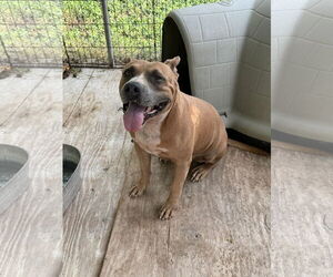 American Pit Bull Terrier-Unknown Mix Dogs for adoption in Shillington, PA, USA