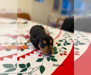 Dachshund Puppy for sale in BLAINE, WA, USA