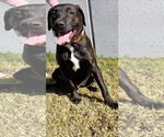 Small #2 Labrador Retriever Mix