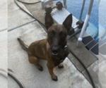 Small Photo #1 Belgian Malinois Puppy For Sale in CLARKSVILLE, TN, USA