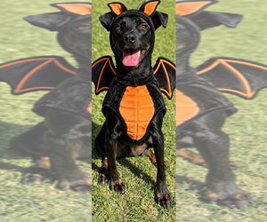 Mutt Dogs for adoption in Great Bend, KS, USA
