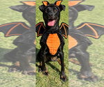 Buck - Male Mutt Dog for Adoption - Small photo
