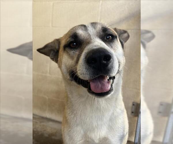 Medium Photo #1 Akita-Unknown Mix Puppy For Sale in Texas City, TX, USA