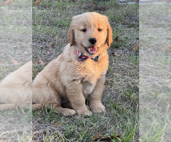 Medium Photo #2 Golden Retriever Puppy For Sale in BROOKSVILLE, FL, USA