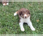 Small #8 Border Collie-Bordoodle Mix