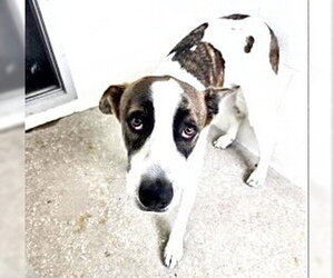 Boxador Dogs for adoption in Houston, TX, USA