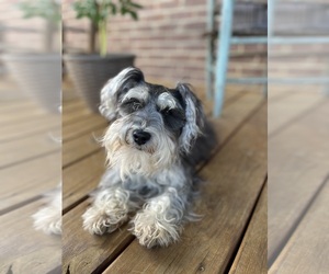 Father of the Schnauzer (Miniature) puppies born on 08/24/2026