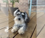 Small Photo #1 Schnauzer (Miniature) Puppy For Sale in KINGSPORT, TN, USA