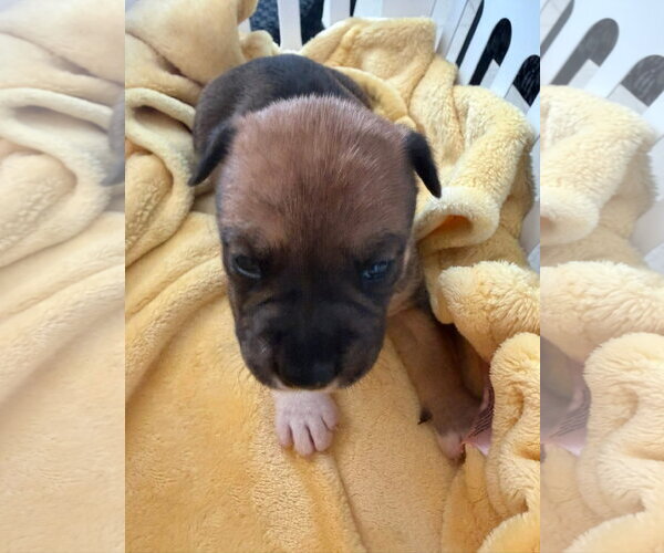 Medium Photo #2 Beagle-Retriever  Mix Puppy For Sale in Holly Springs, NC, USA