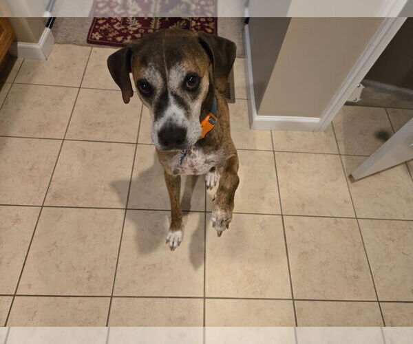 Medium Photo #5 Mutt Puppy For Sale in Springdale, PA, USA