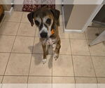 Small #4 Mutt
