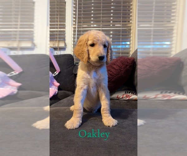 Medium Photo #3 Goldendoodle Puppy For Sale in DENVER, NC, USA
