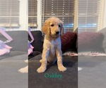 Small Photo #3 Goldendoodle Puppy For Sale in DENVER, NC, USA