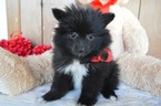 Small Photo #3 Pomimo Puppy For Sale in HONEY BROOK, PA, USA