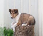 Small #2 Collie