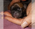 Small Photo #8 Buggs Puppy For Sale in WEST PLAINS, MO, USA