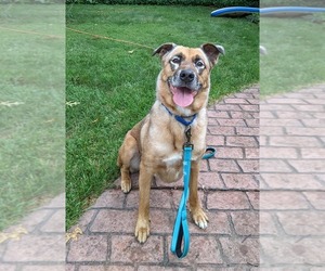 DRAKO - Male Mutt Dog for Adoption - Photo #5