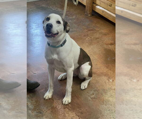 Medium Photo #2 Australian Shepherd-Unknown Mix Puppy For Sale in Bolivar, MO, USA