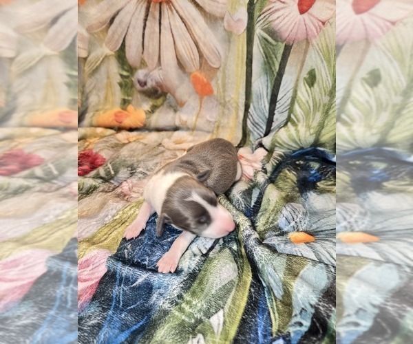 Medium Photo #2 Italian Greyhound Puppy For Sale in NESBIT, MS, USA