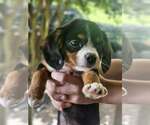 Small #3 Cavalier King Charles Spaniel Mix