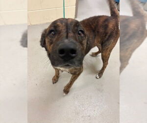 Mutt Dogs for adoption in Sanford, FL, USA