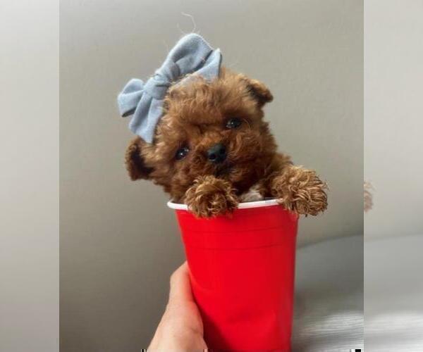 Medium Photo #7 Poodle (Toy) Puppy For Sale in AVONDALE ESTATES, GA, USA