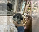 Small #1 Schnoodle (Miniature)