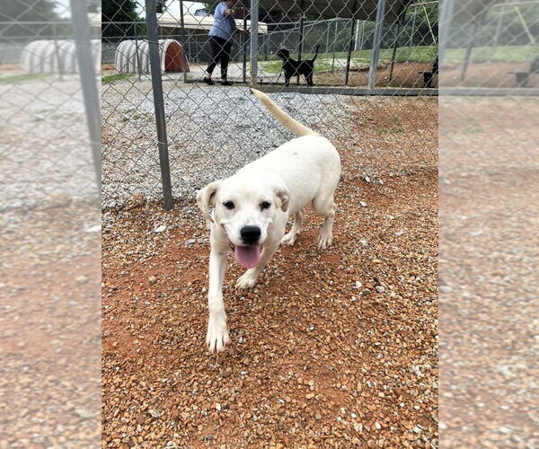 Medium Photo #3 Mutt Puppy For Sale in Shelburne, VT, USA