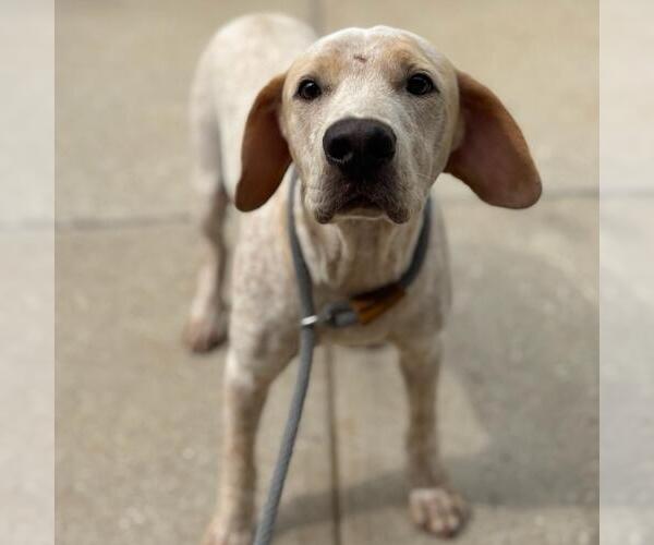 Medium Photo #1 Mutt Puppy For Sale in Texas City, TX, USA