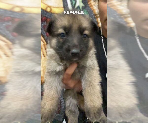 Medium Photo #8 German Shepherd Dog Puppy For Sale in KINGSPORT, TN, USA