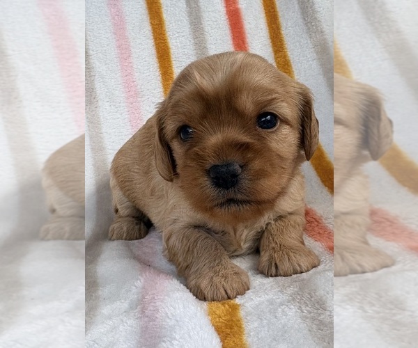 Medium Photo #1 Cavapoo (Miniature) Puppy For Sale in WAUSEON, OH, USA