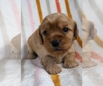 Puppy Puppy 1 Cavapoo (Miniature)
