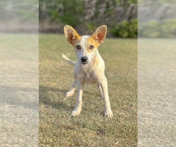 Medium Photo #4 Jack Russell Terrier-Unknown Mix Puppy For Sale in PIPE CREEK, TX, USA