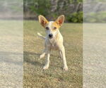 Small #3 Jack Russell Terrier Mix