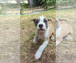 Small #1 Olde English Bulldogge