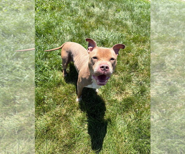 Medium Photo #3 American Staffordshire Terrier Puppy For Sale in Pierceton , IN, USA