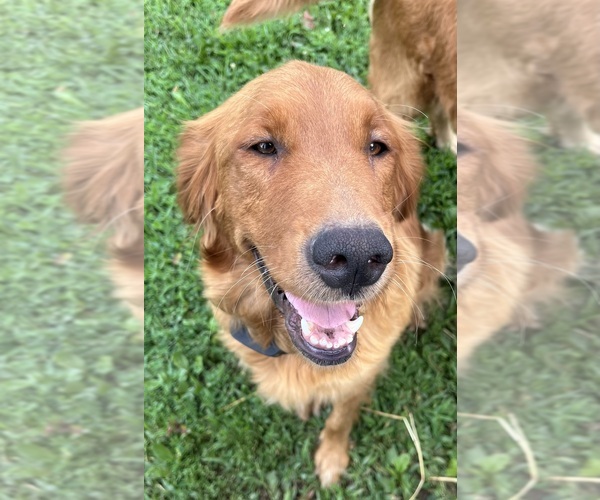 Medium Photo #12 Golden Retriever Puppy For Sale in COSHOCTON, OH, USA