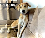 Small Photo #4 Great Dane-Siberian Husky Mix Puppy For Sale in Estherville, IA, USA