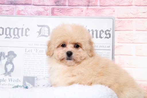 Medium Photo #3 Lhasa-Poo Puppy For Sale in BEL AIR, MD, USA