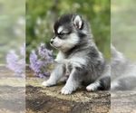 Puppy Bridget Alaskan Klee Kai-Pomsky Mix