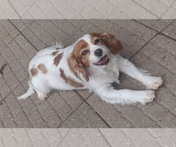 Medium Photo #3 Cavalier King Charles Spaniel Puppy For Sale in Sioux Falls, SD, USA