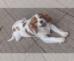 Small #2 Cavalier King Charles Spaniel