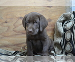 Puppy Lysa Labrador Retriever