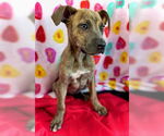 Small #4 Black Mouth Cur-Catahoula Leopard Dog Mix