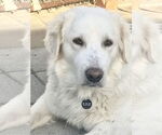 Small #4 Great Pyrenees