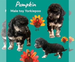 YorkiePoo Puppy for sale in CLOVER, SC, USA