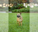 Small #8 Mutt