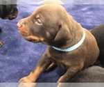 Small Photo #20 Doberman Pinscher Puppy For Sale in MACUNGIE, PA, USA